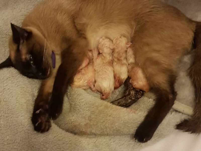 yeni doğmuş yavru kedi