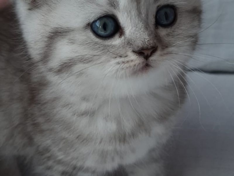 Silver Tabby Mavi göz oyuncu kediler yeni yuvalarını arıyor