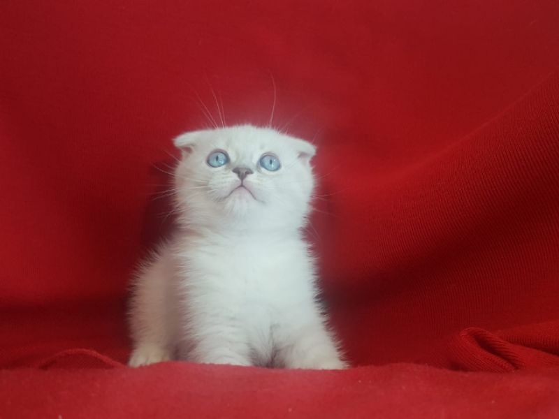 Ankara'nın maviş gözlü bebegi..İlk doğum her zaman en değerlidir en makbuldür 