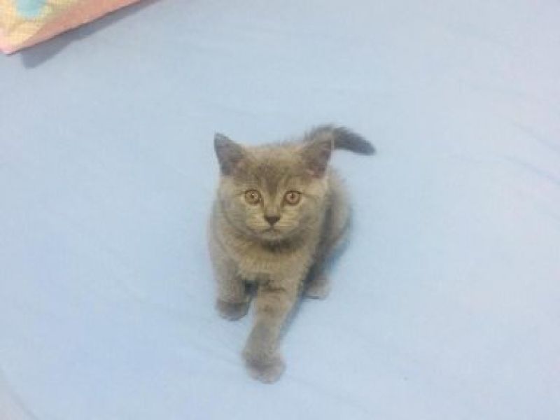 2 aylık Safkan schotish fold british shorthair kedilerimiz ailelerini arıyo