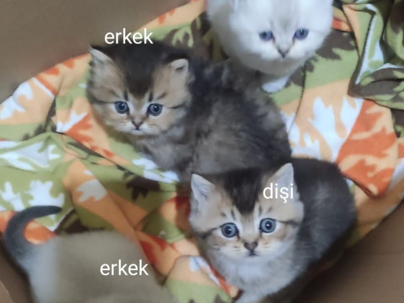 4 yavru british erkek-dişi kedimiz sahiplerini arıyor