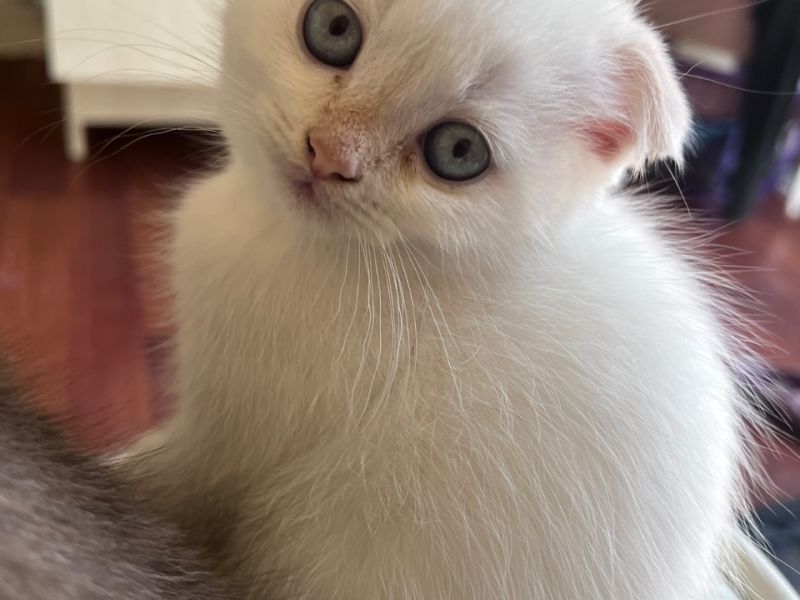 2.5 aylık ful beyaz mavi gözlü oğluşum