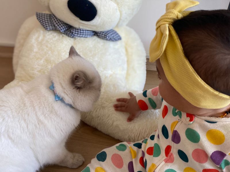 İnanılmaz uysal, kendini sevdiren bebek ve çocuklarla arası çok iyi bir kedi