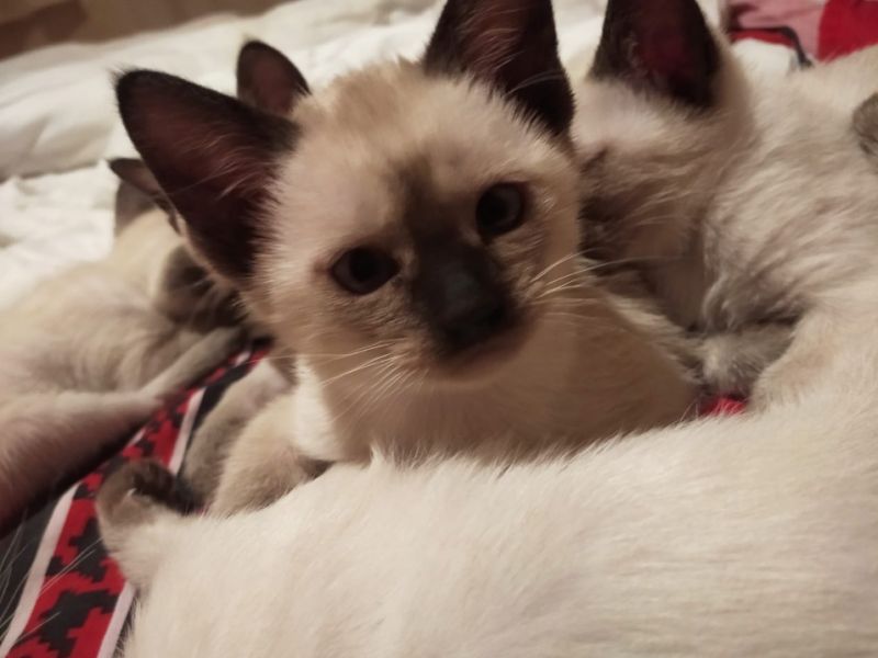 3 aylık dişi ve erkek siyam kedi yavruları