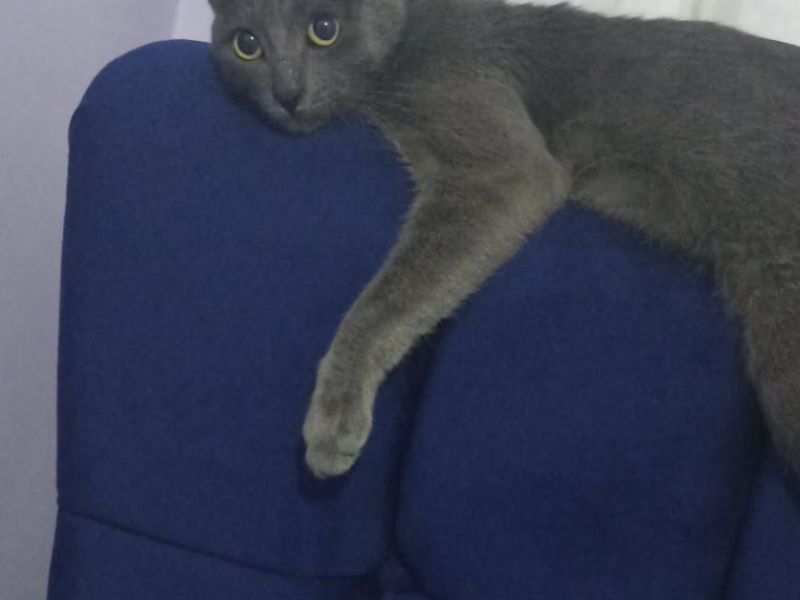 8 9 aylık dişi mavi rus kedisi