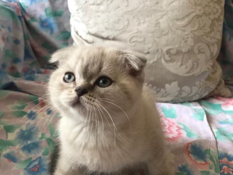 Miracle scottish ays cinsi kendi kedimin yavrusudur Kedi Satış