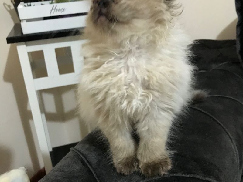 2 aylık british long hair yavrumuz Kedi Satış
