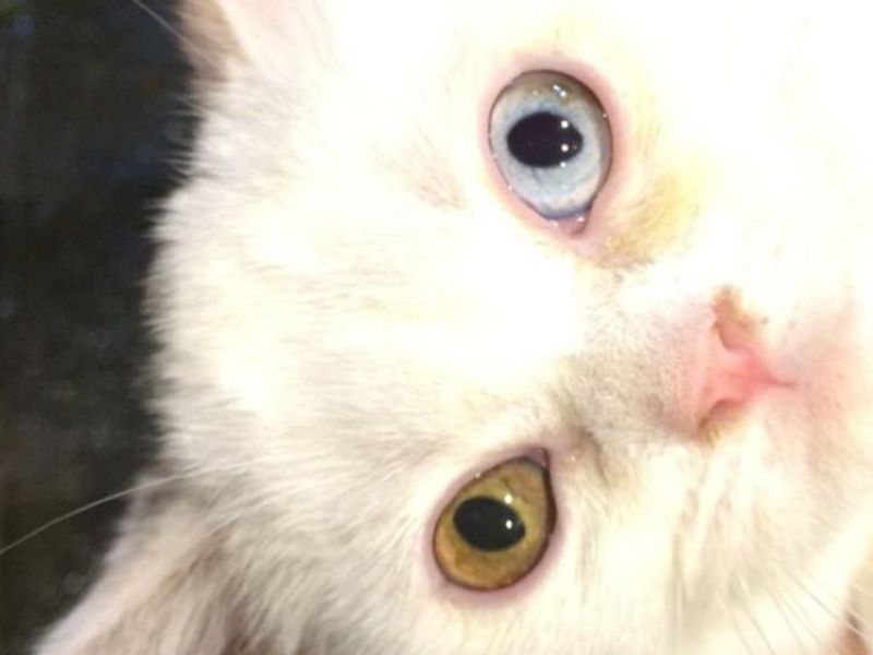 kısır olmayan bembeyaz iran-shorthair yavrusu iki farklı gözlü kedim 