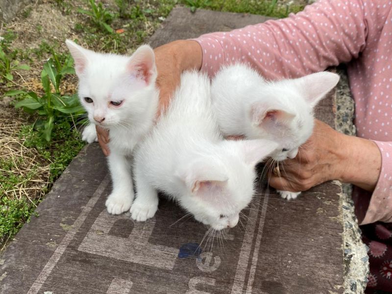 3 adet 2 aylık Van kedisi 