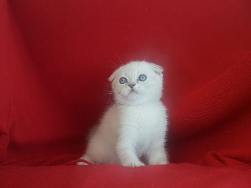 Ankara'nın maviş gözlü bebegi..İlk doğum her zaman en değerlidir en makbuldür 