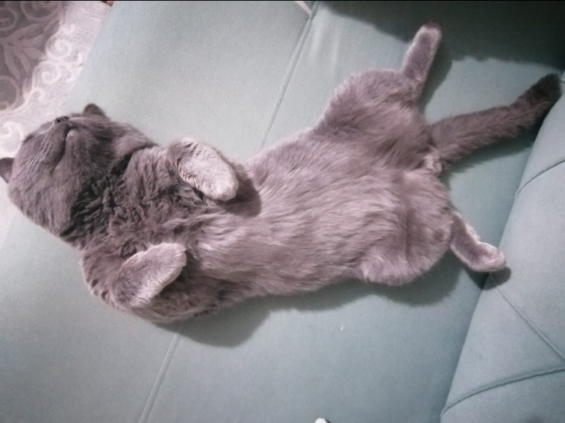 Henüz 1 yaşına gelmemiş scotish fold erkek kedimizi sahiplendiriyoruz
