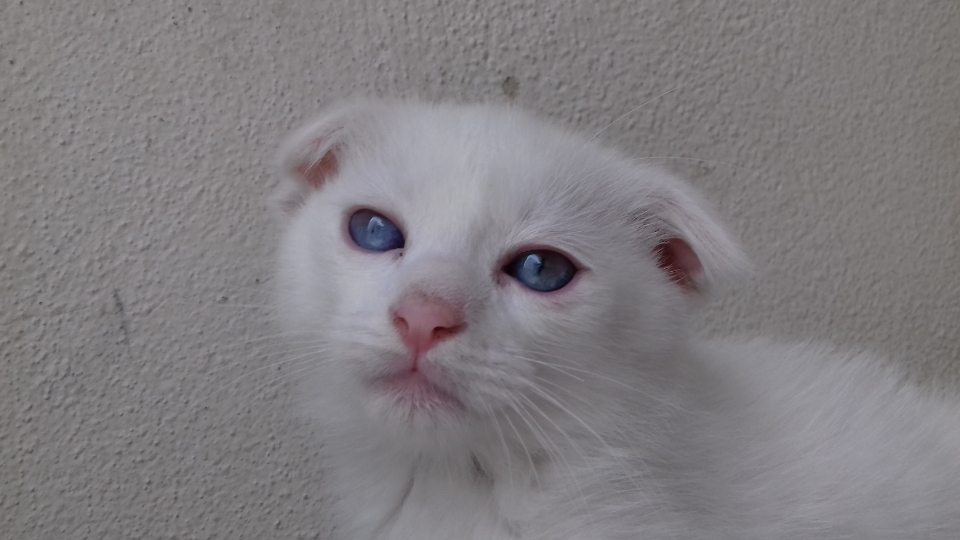 süper renklerde scotish fold yavru kediler