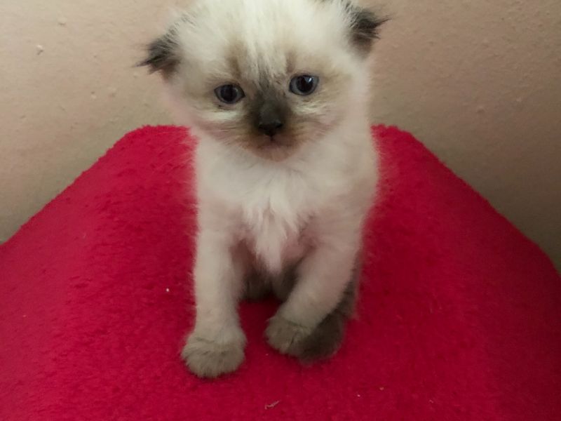 2 aylık dişi Scottish Fold cinsi kedimiz yeni sahibini arıyor
