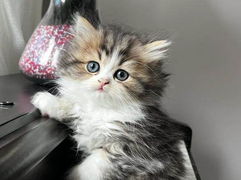 persian iran dollface theere color tabby 