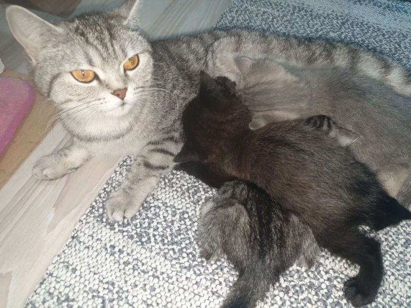 Babaları Scottish Fold Anneleri British Shorthair 3 yavru kedi 2.5 aylık