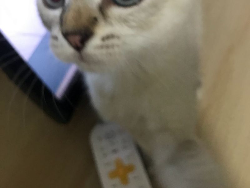 Scottish fold mavi gözlü erkek kedi 3 aylık