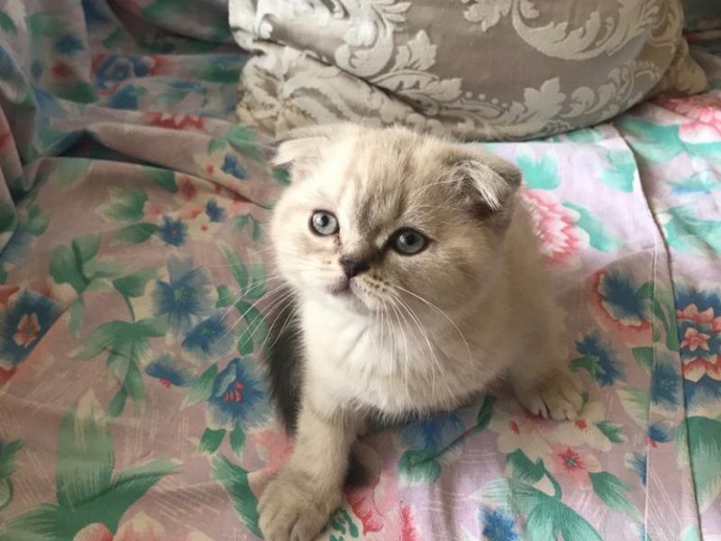 Miracle scottish ays cinsi kendi kedimin yavrusudur Kedi Satış
