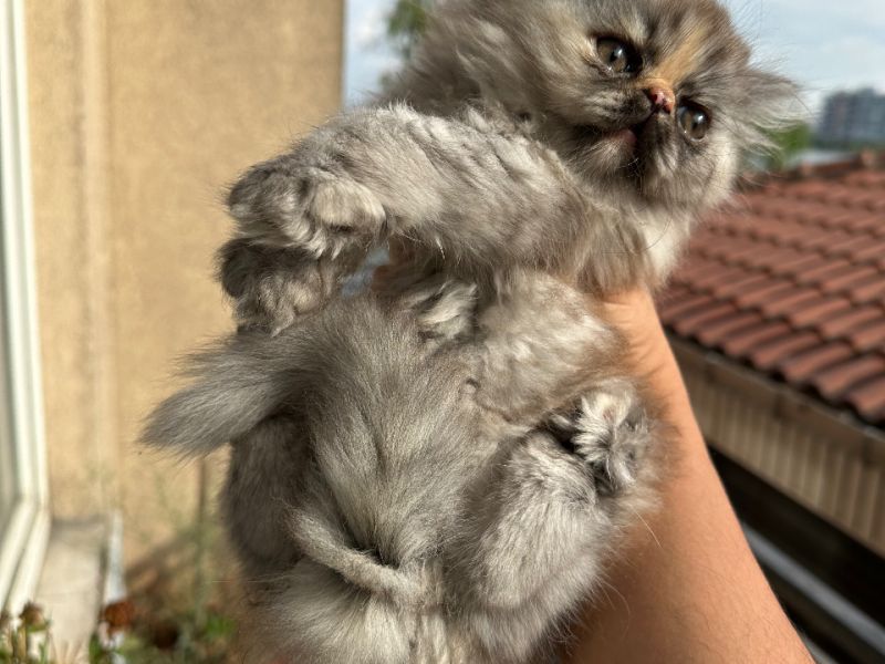 2 aylık orijinal İran kedisi 
