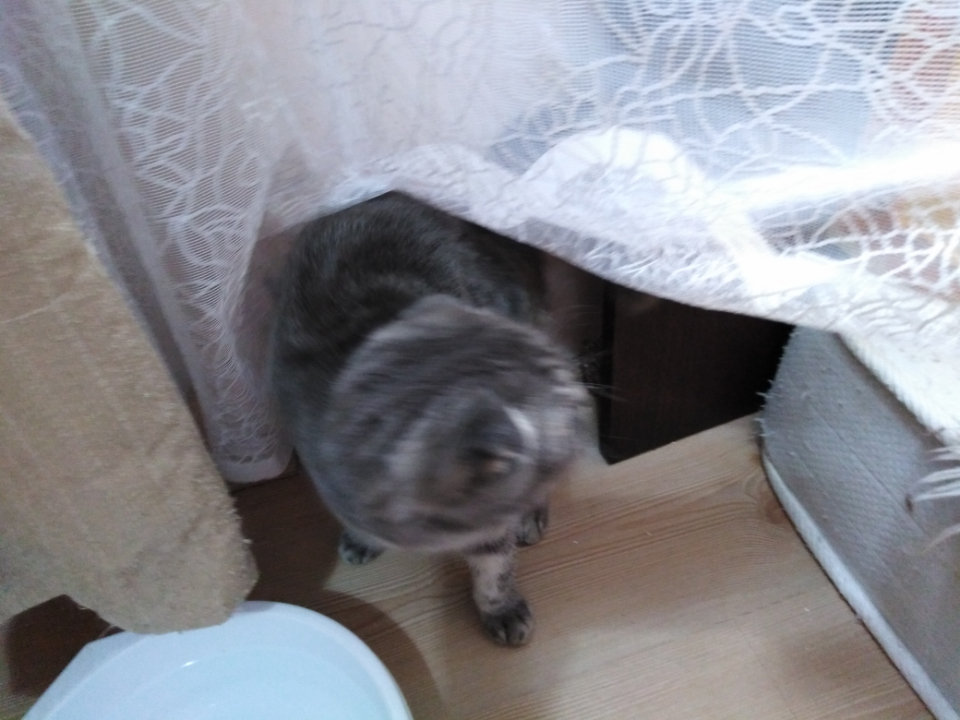 Güzel Scottish Fold kedimi sahiplendiry