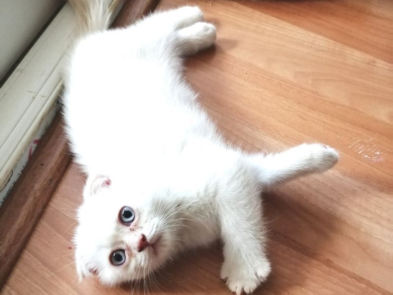 İzmir den iyi cins scottish fold kedim ailesini bekliyor Kedi Satış