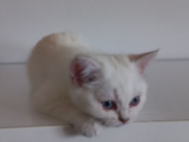 Sicakkanli ılımlı maviş gözlü kedi 