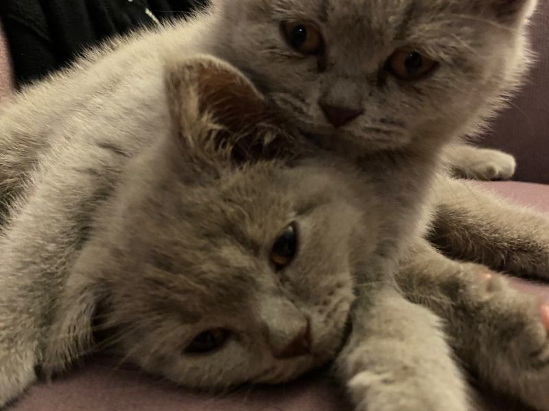 2,5 aylık erkek British short hair yavru kediler, lilac ve gri renkli