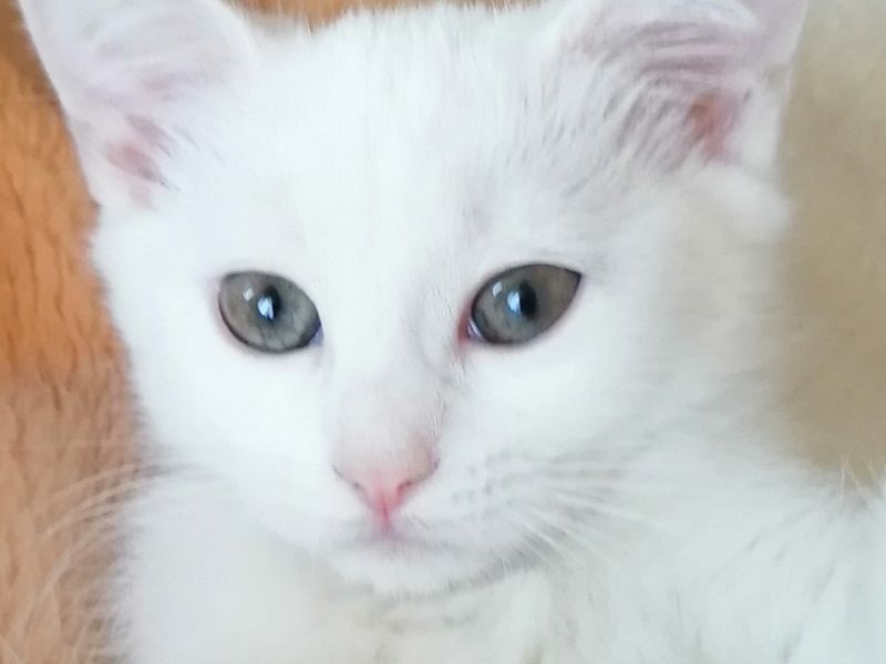 Çok güzel Ankara kedisi kızı