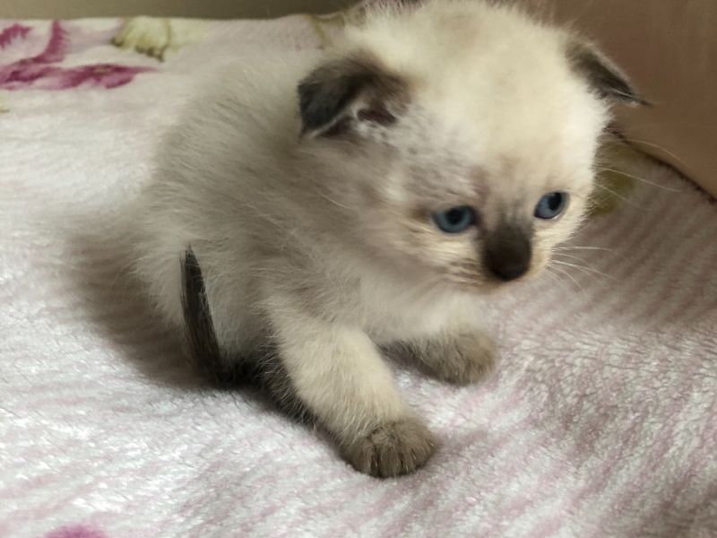 2 aylık dişi Scottish Fold cinsi kedimiz yeni sahibini arıyor