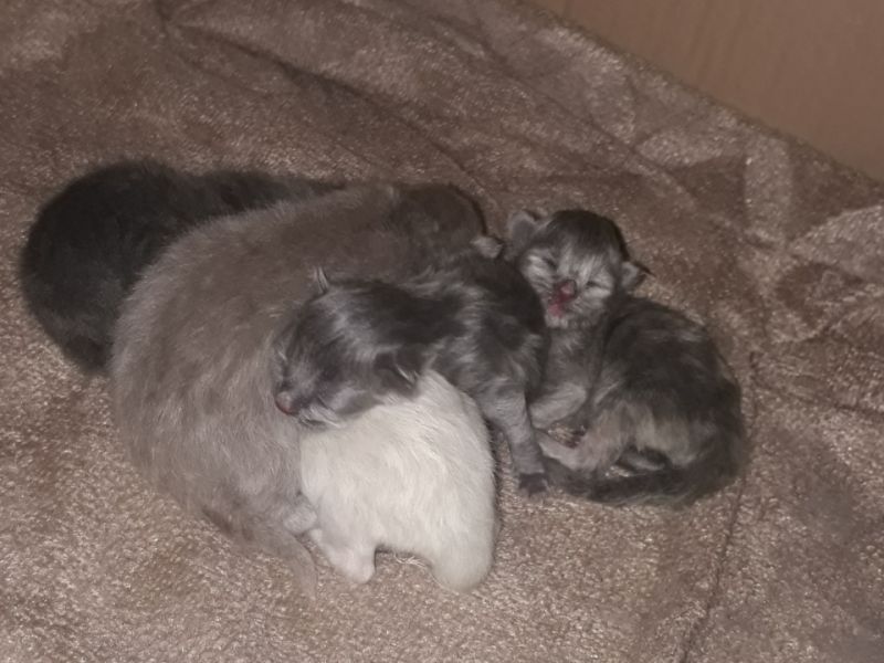 2 günlük yavru kedilerimiz 