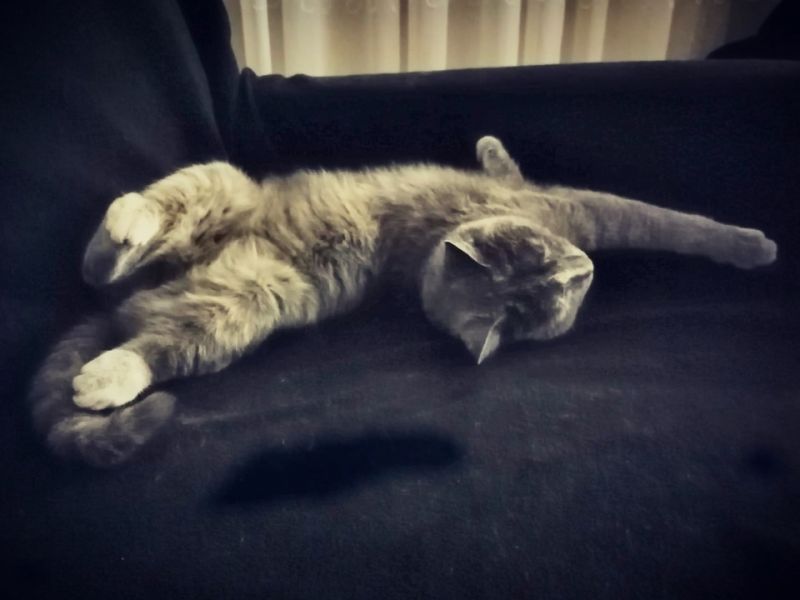 Asil Kedim Alice dişi 8 aylık
