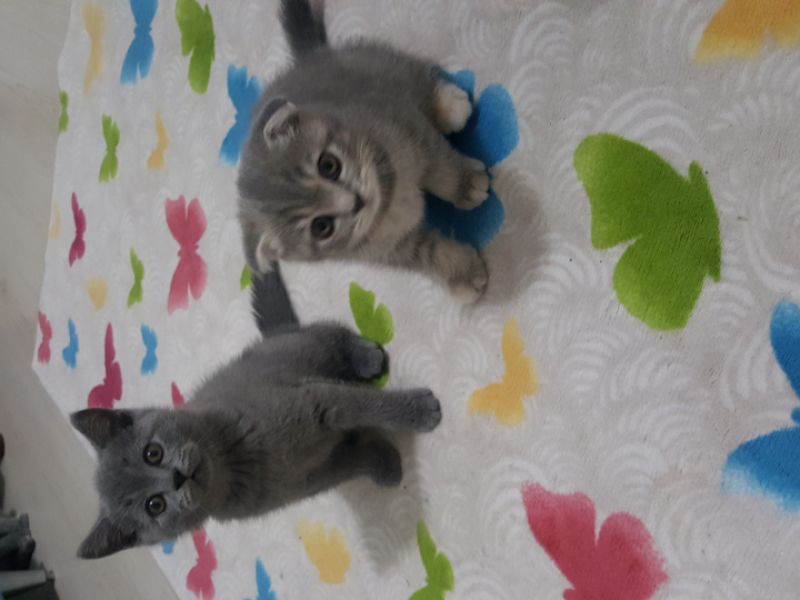 2 aylık Safkan schotish fold british shorthair kedilerimiz ailelerini arıyo